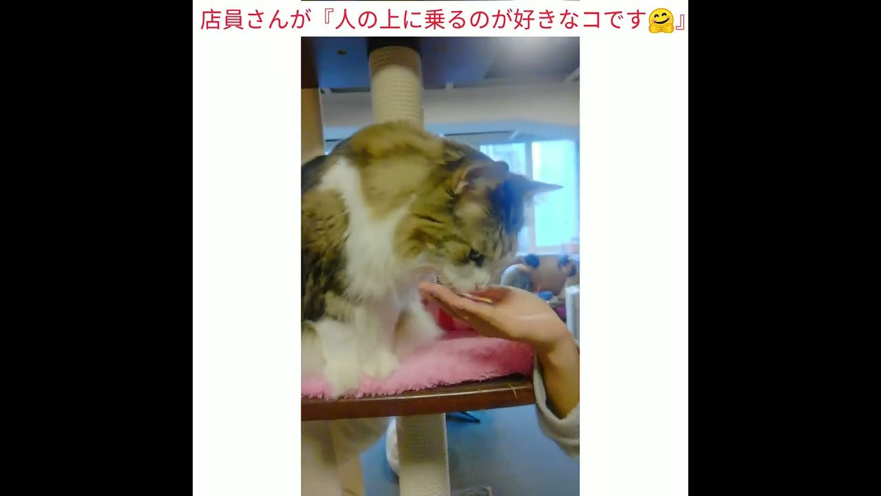 東京都新宿の猫カフェきゃりこ新宿店に行った時の思い出(2019年12月8日)