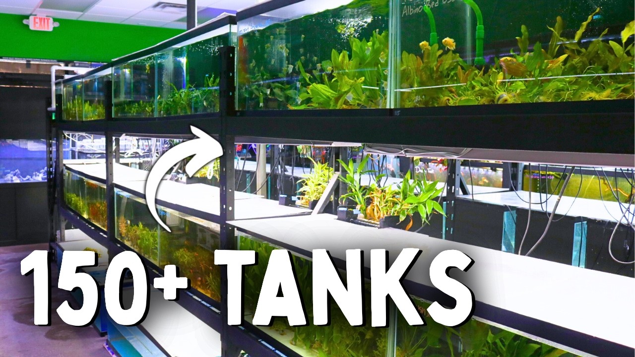 150 AQUARIUMS IN THIS INCREDIBLE PLANTED FISH STORE | Fish Room Tour