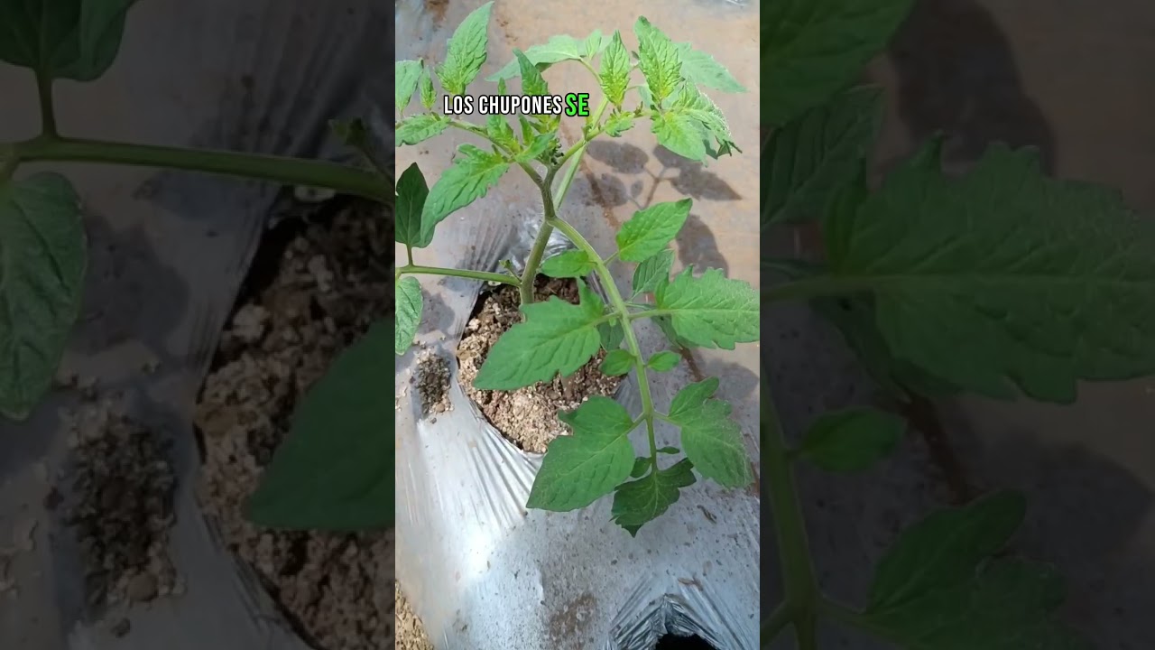 Mini gu&iacute;a del cultivo de tomate 🍅 #tomate #cultivo #huerto #guia #agricola #agro #tomato #siembra