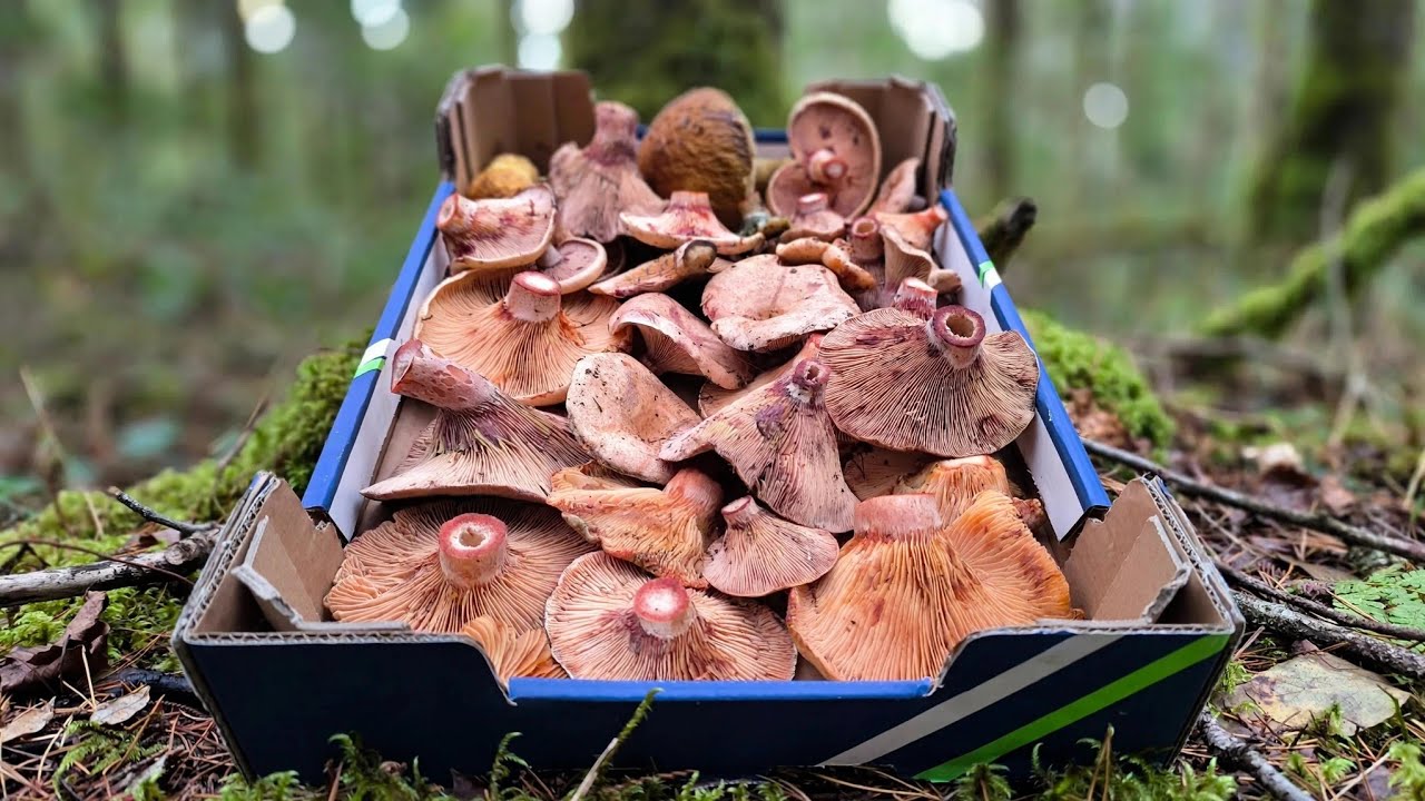 FUNGHI ROSITi: Ultima raccolta, effettuata a pochi metri dal mare. Metà, fine GENNAIO 2026. 🏖️🌲🍄‍🟫