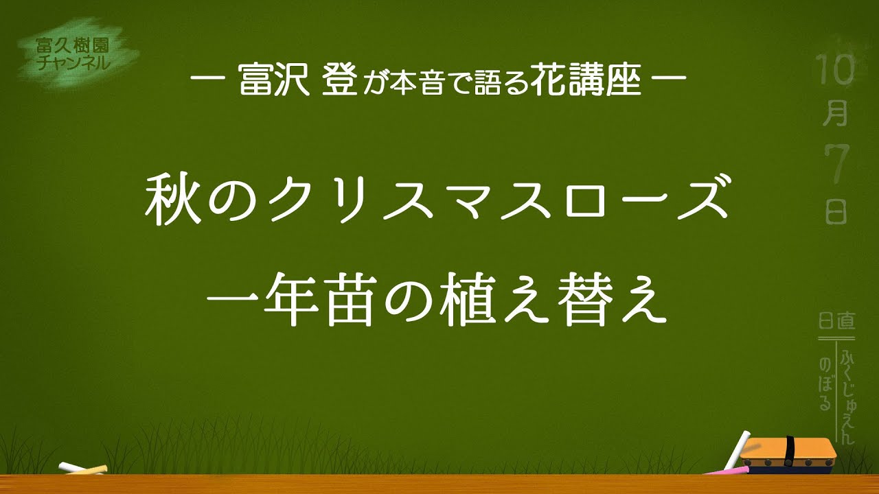 秋のクリスマスローズ　一年苗の植え替え　　ー富久樹園チャンネルー