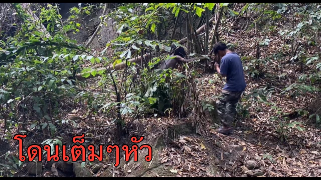 เข้าไปคุยกับคนป่า วิปะลิต แต่มันดันทำร้ายเฉย