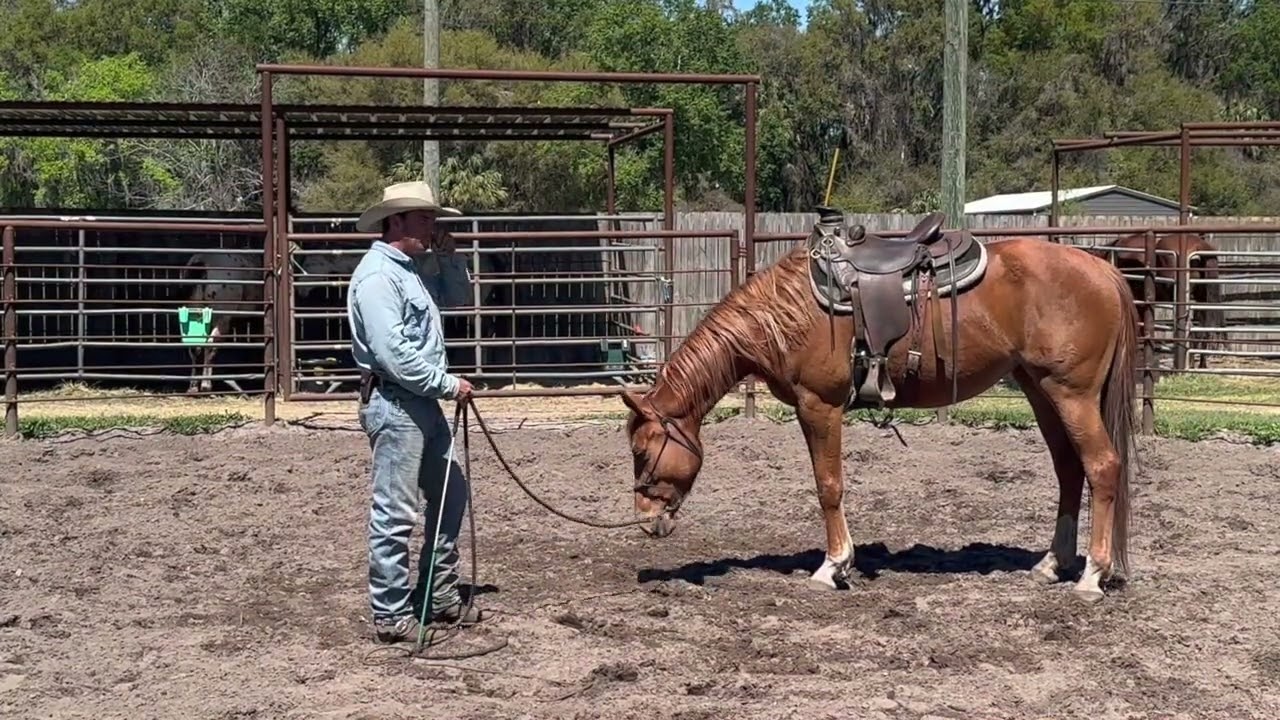 From Wild to Mild: Artemis the Spoiled Mare's Saddle Training Journey