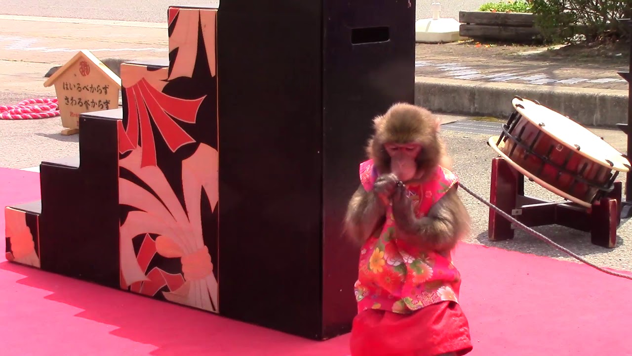 神戸モンキーズ劇場　Monkey performance　猿まわし　ORIGAMI　21st April 2019