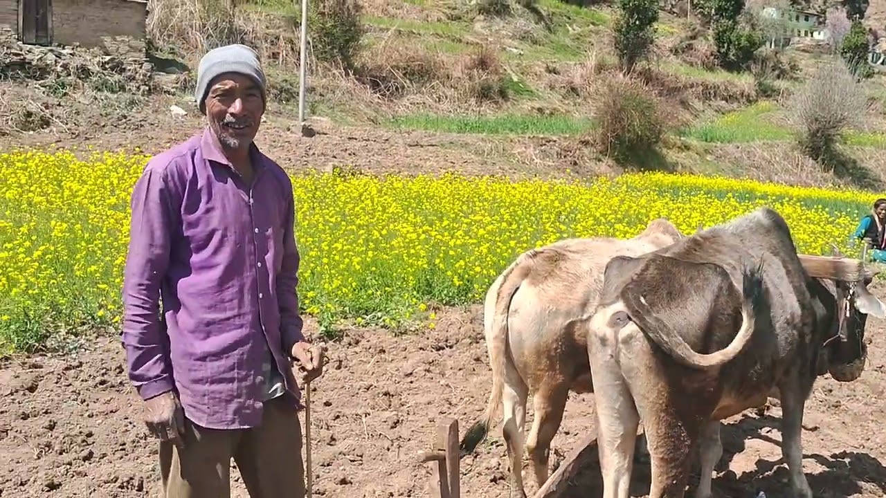 सब्जियों के राजा आलू की बुआई  का गढ़वाल  में अदभुद दृश्य  उत्तराखंड  जनपद  चमोली 
