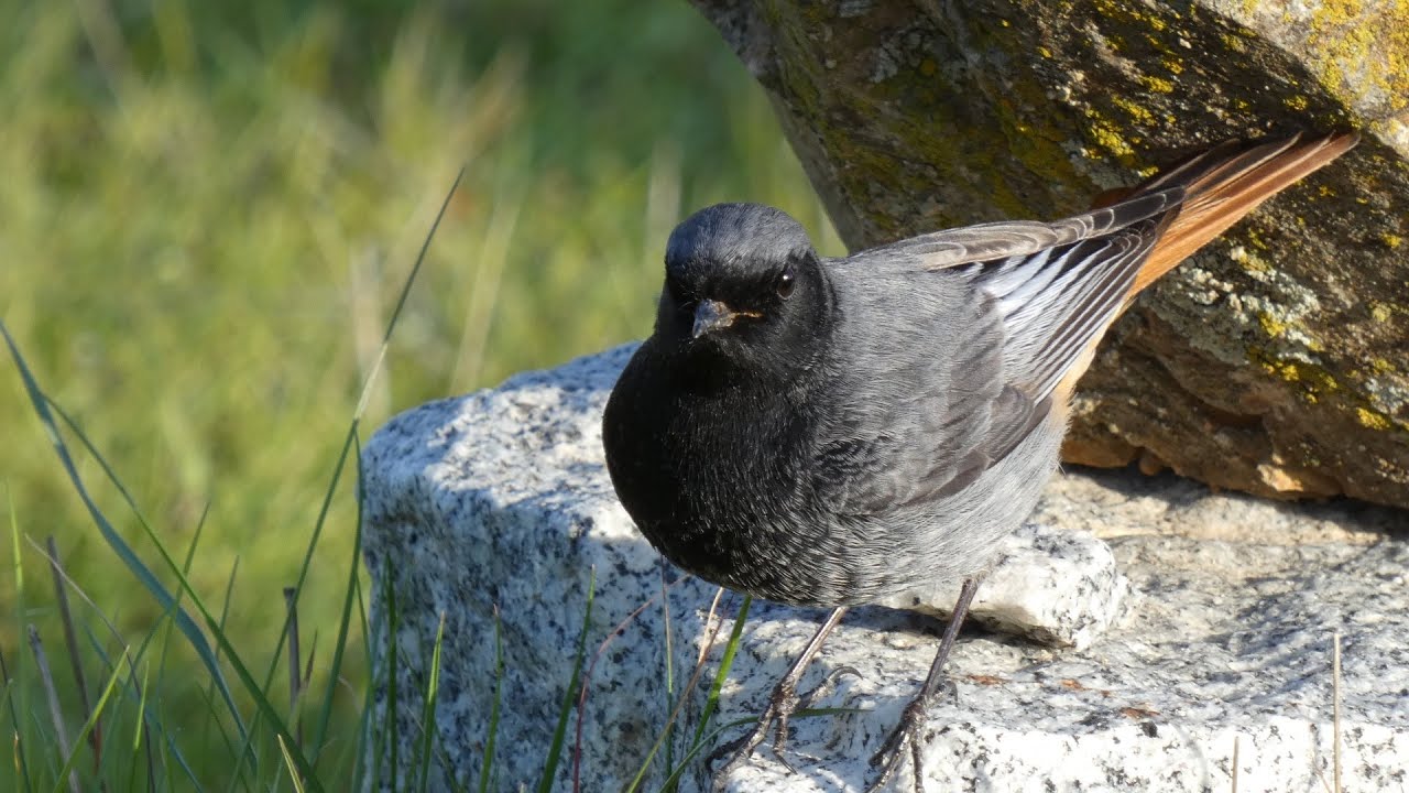 COLIRROJO TIZON   Black redstart   (Phoenicurus ochruros)  4K