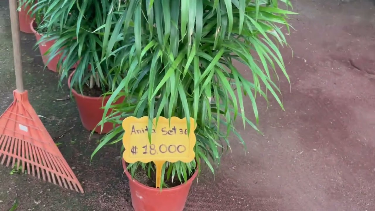 Increíbles plantas de Costa Rica, mi visita a vivero en Paraíso de Cartago