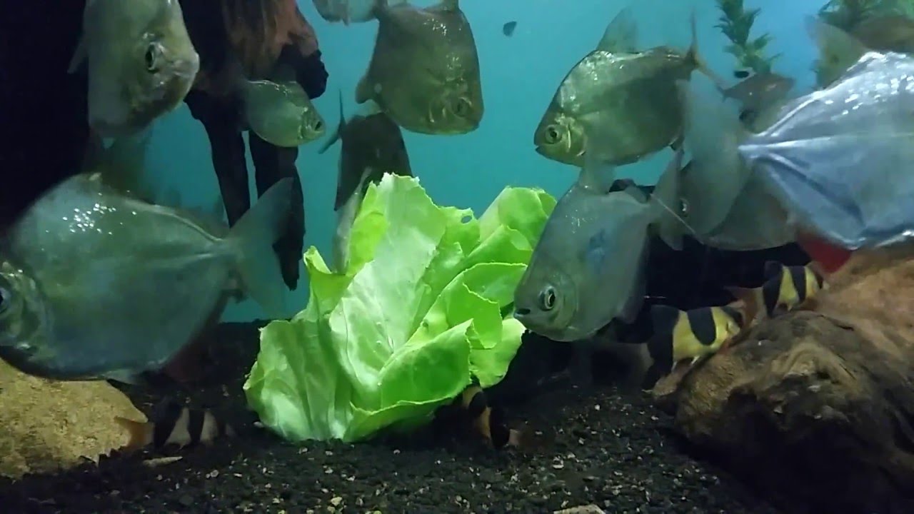 Metynnis , Płaskoboki