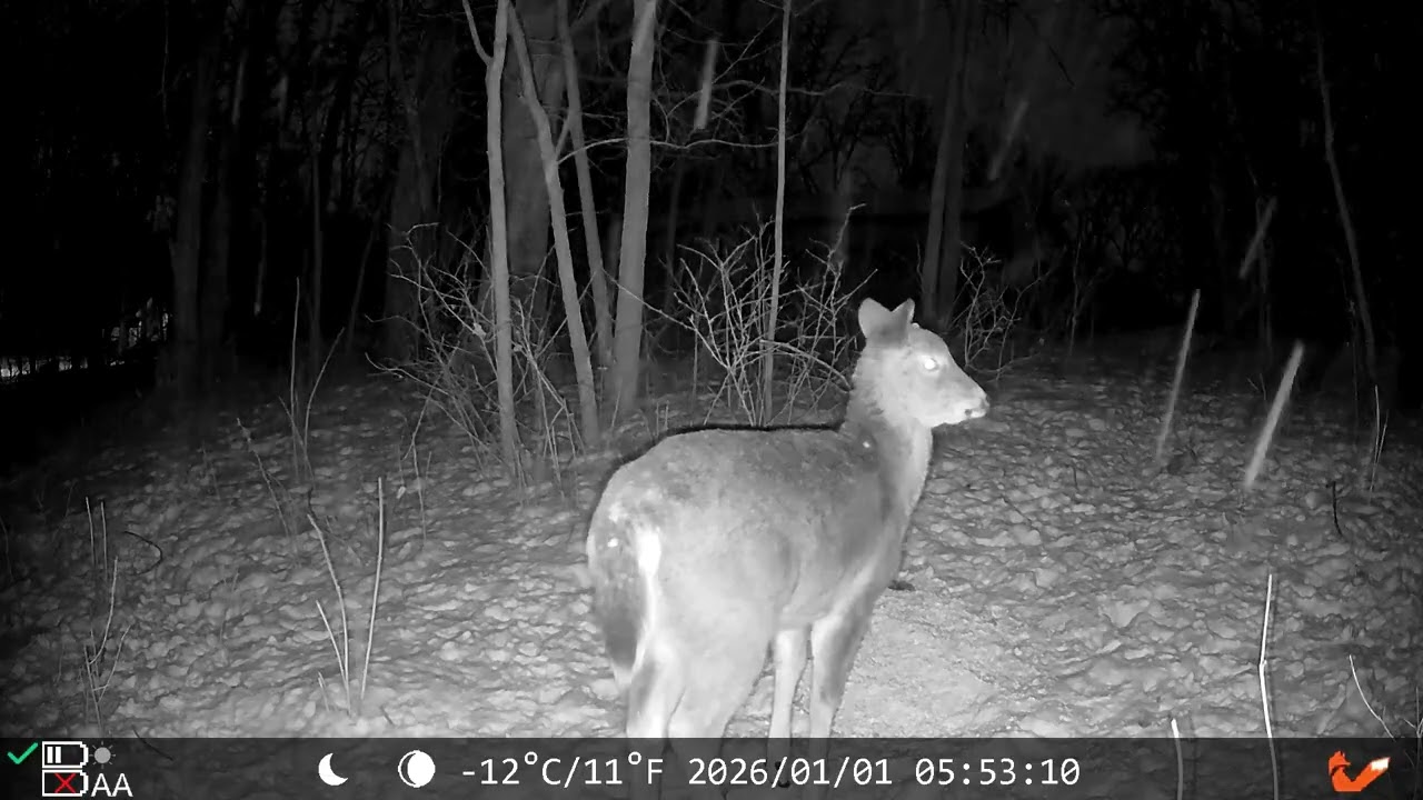 01/01/26 Morning 4 Trail Cam