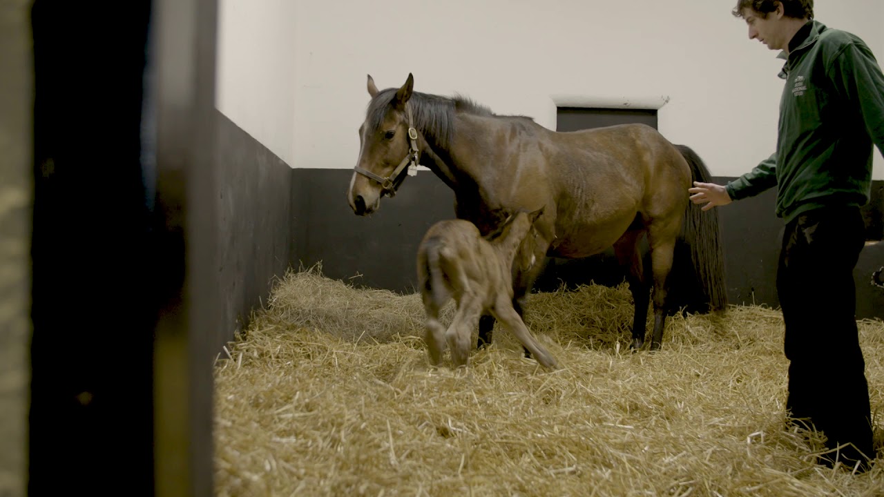 Foaling Video 2017 (Short)