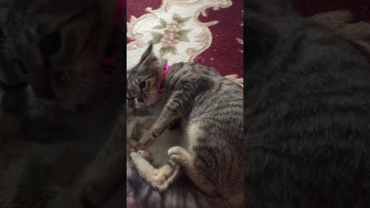 猫のてんかん ムギちゃん ♀ 7ヵ月