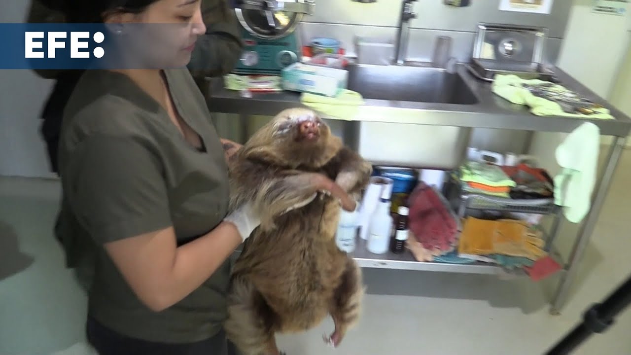 Santi, el perezoso herido que retrata el impacto humano en la fauna silvestre de Costa Rica