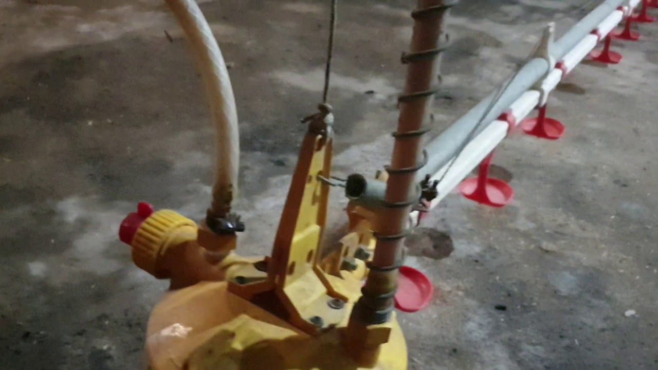 HAL PENTING DALAM MASA BROODING PEMELIHARAAN DI KANDANG CLOSE HOUSE