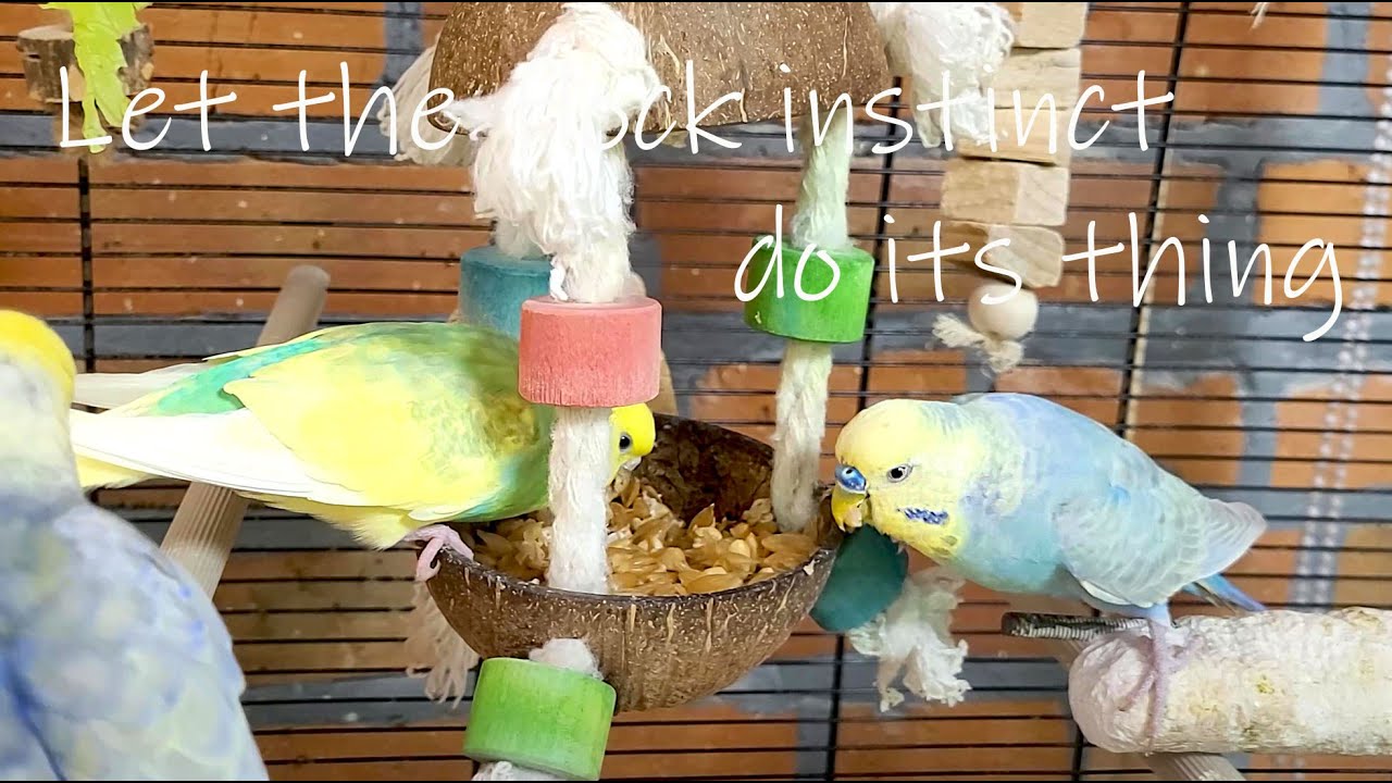 Happy budgie sounds and their campaign will teach your parrot about healthy eating