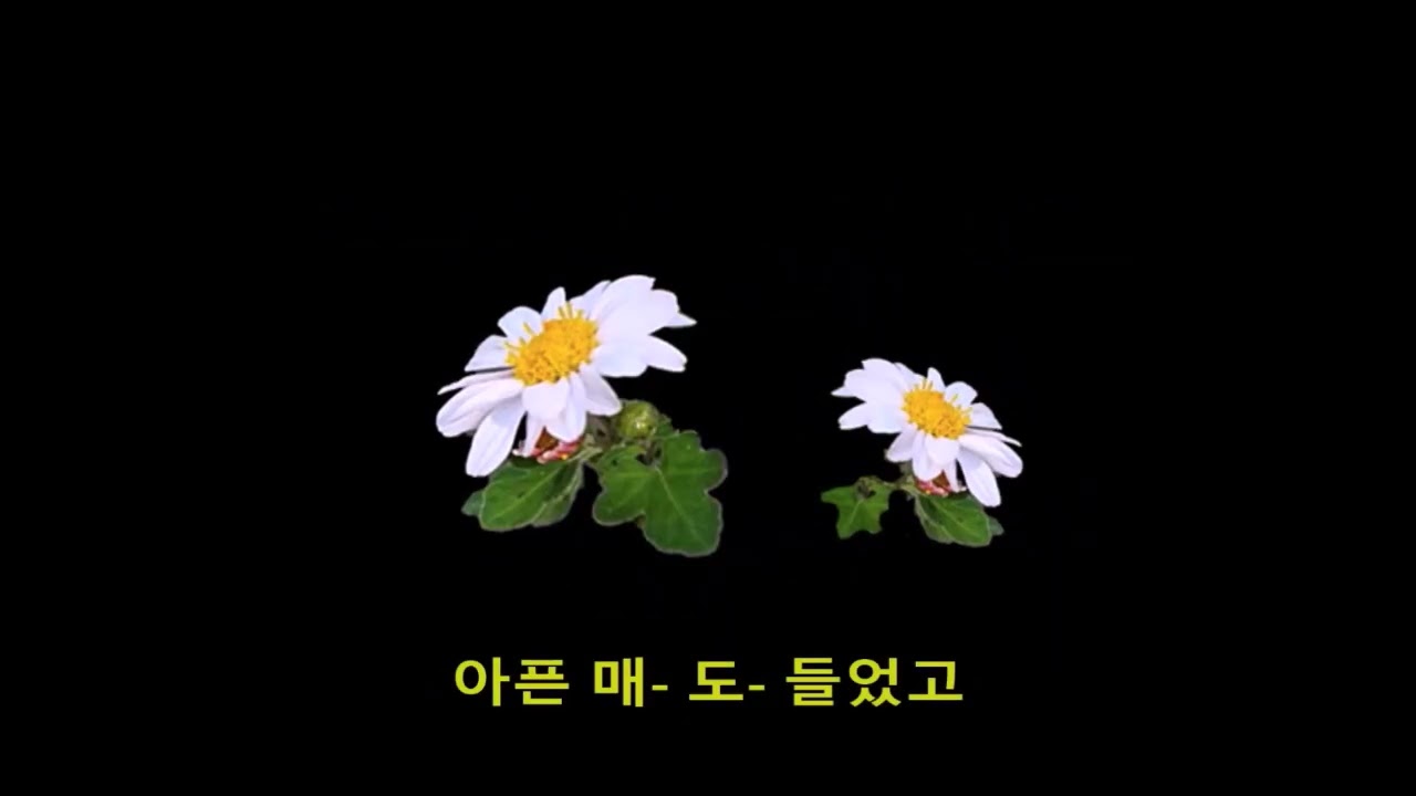 오늘도 꿈길을 가네 ( 가 곡 / 김성민 시, 김영남 곡 ) - 톱 연주