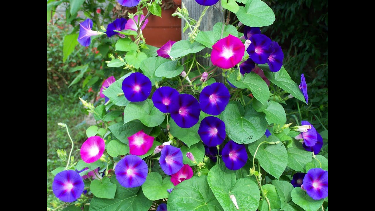 Morning Glory plant care A to Z