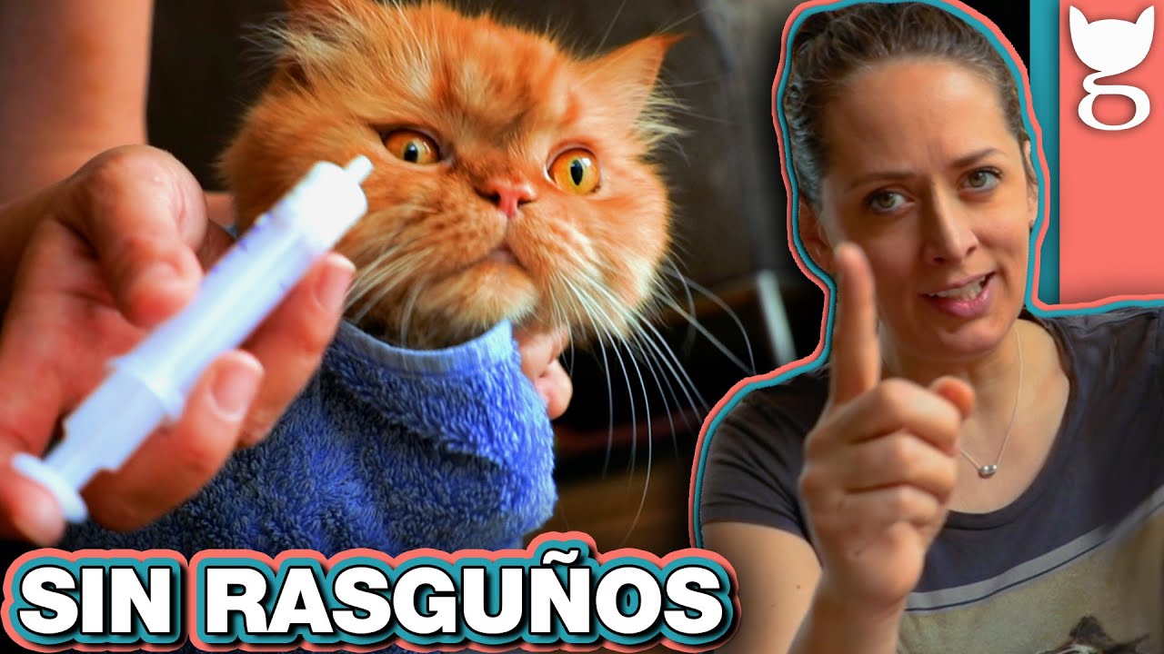 CÓMO DARLE SU MEDICINA AL GATO 🙀 LA GATERÍA TV