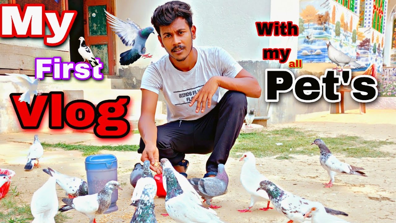 MY FIRST VLOG || This is my first blog about my pigeons and other animals