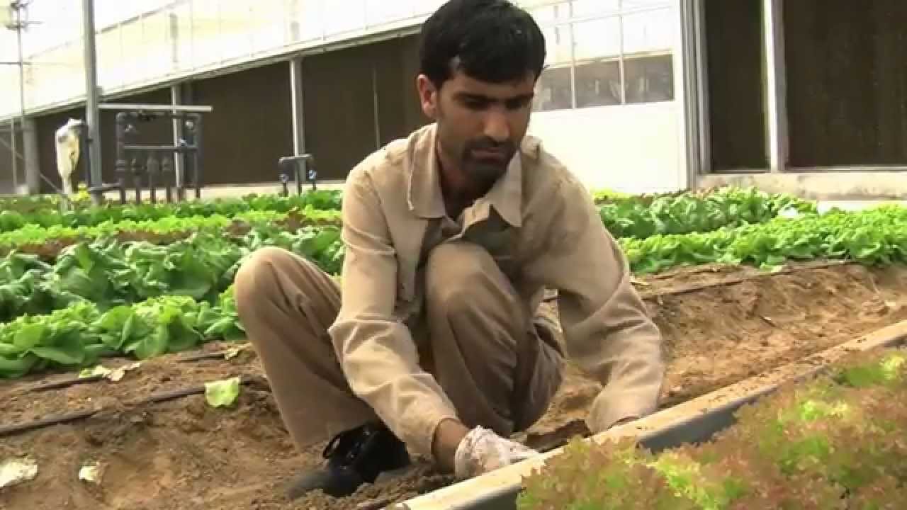 Visit an organic farm in Abu Dhabi