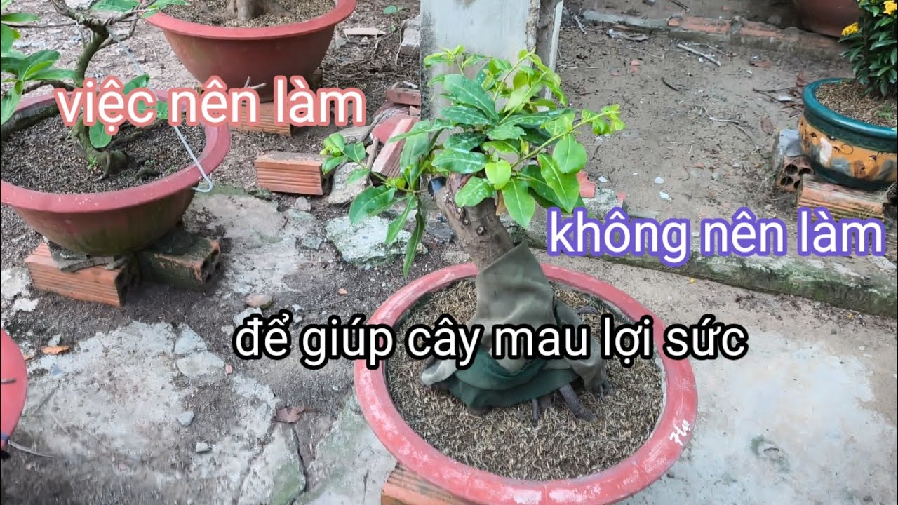 Việc cần làm và không nên làm 16-1ÂL!để giúp cây hồi phục sức sau tết hiệu quả.