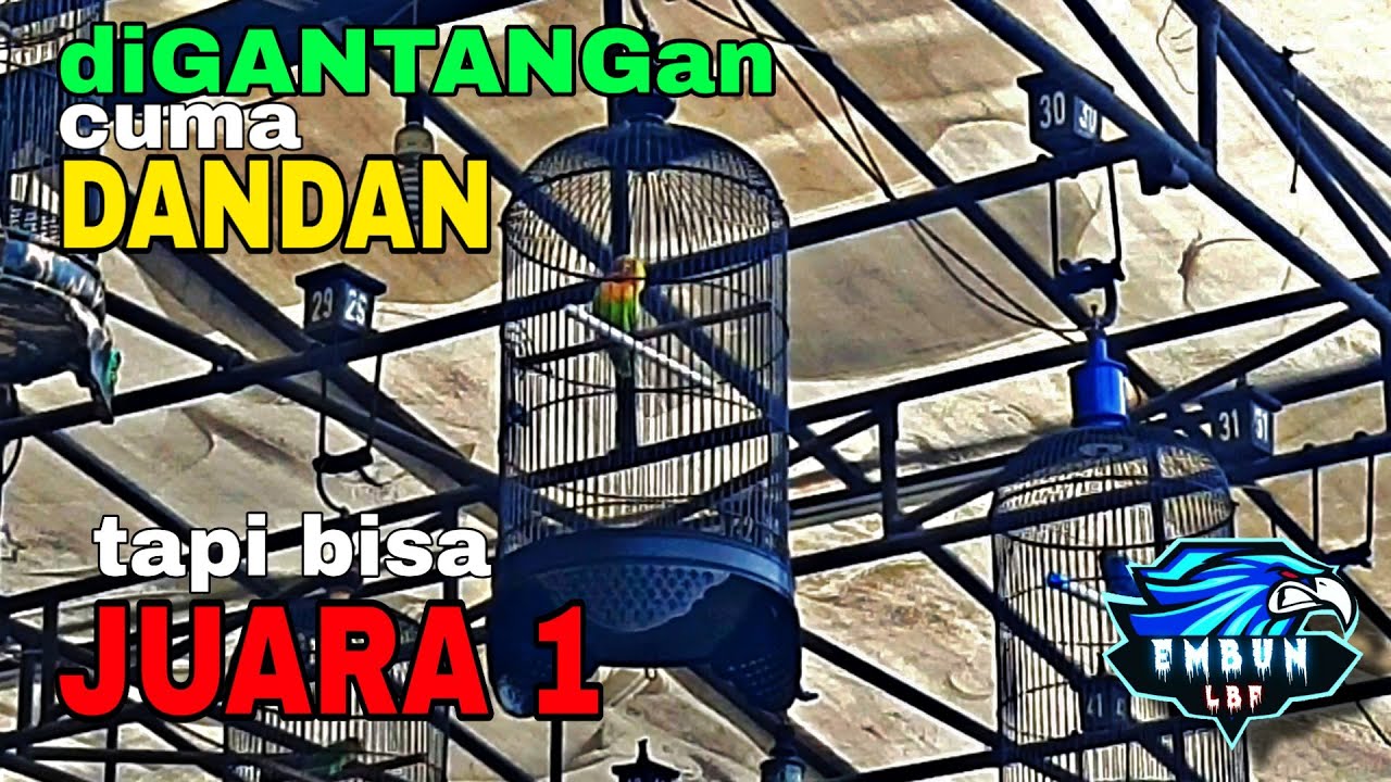 Burung Lovebird Balibu Didis di atas Gantangan tapi JUARA 1 - Lovebird Nyisir saat digantang