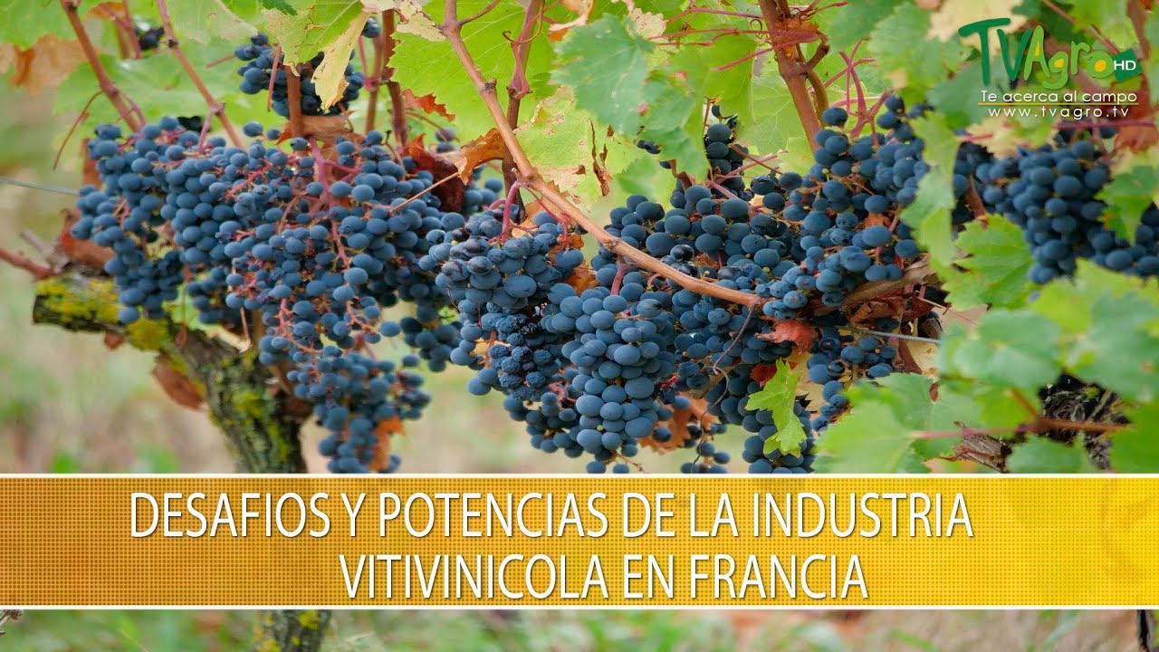 Desafios y Potencias de la Industria Vitivinicola en Francia- TvAgro por Juan Gonzalo Angel Restrepo