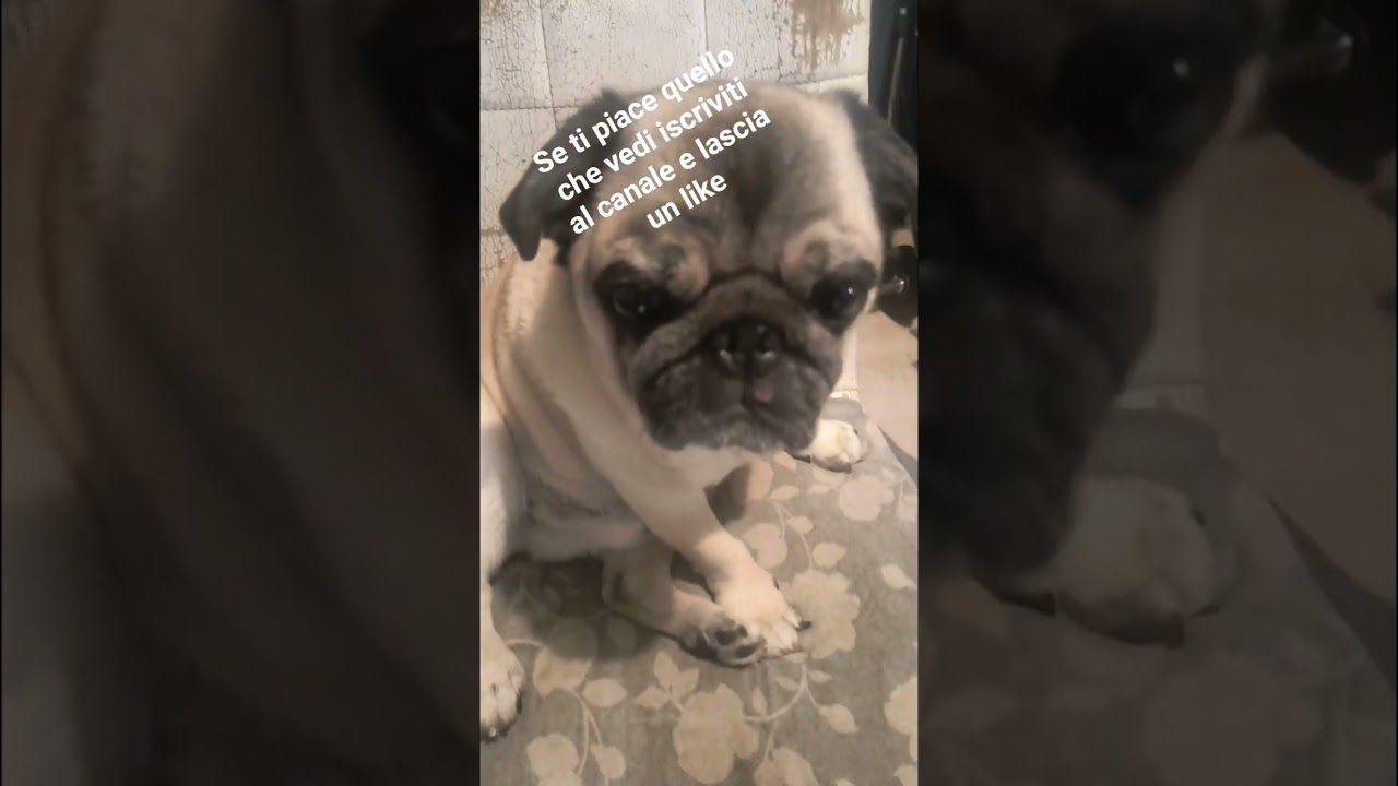 Carlito vi fa uno spoiler..