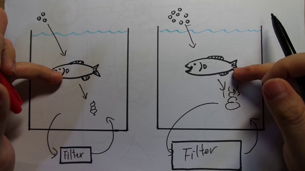 Aquarium Filtration basics for beginners. part1: Your fish are not the source of pollution