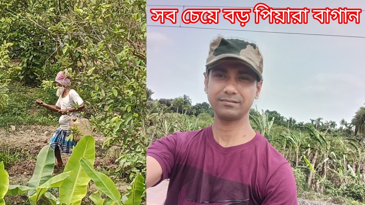 সব চেয়ে বড় পিয়ারা বাগান 