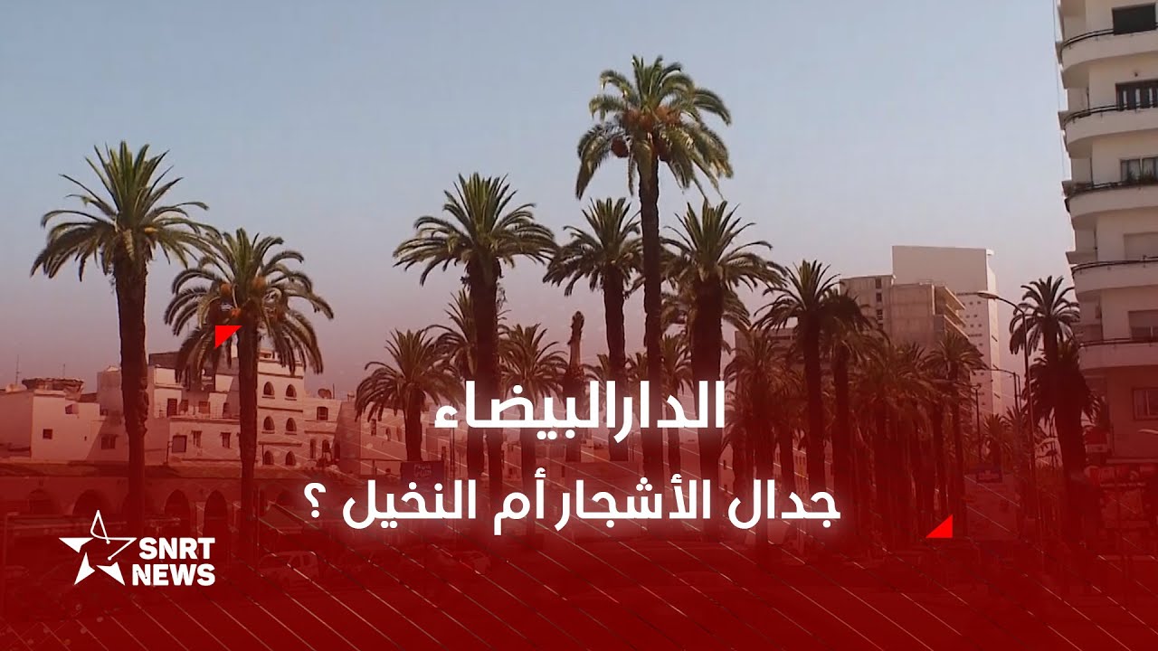 الدارالبيضاء .. جدال الأشجار أم النخيل ؟