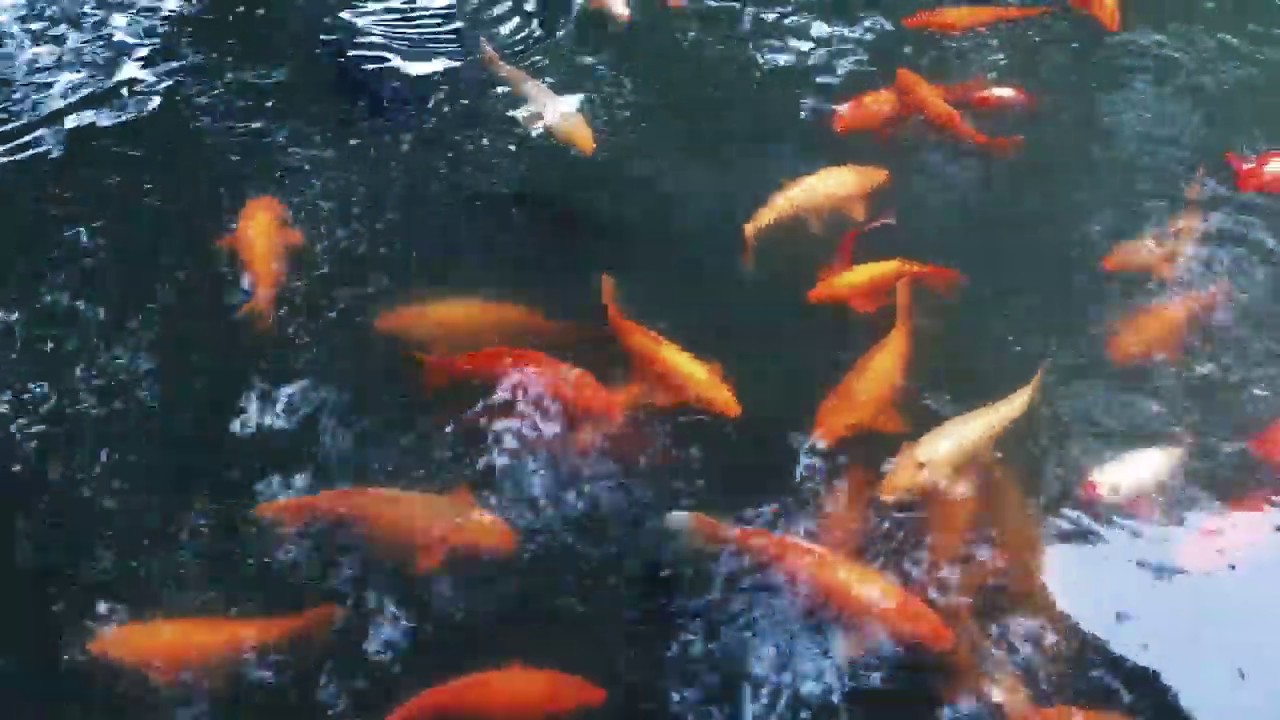 YI Ping YANG Capsules#4