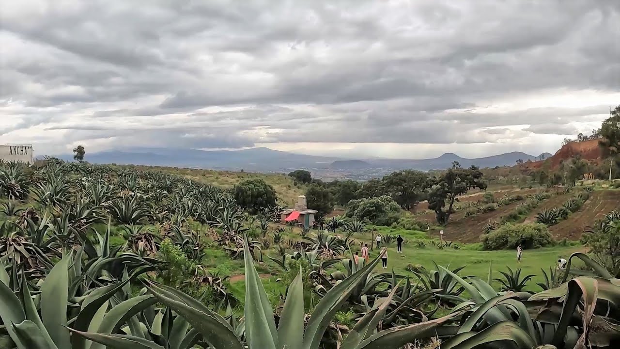 Loma Ancha, pulques en Ixtapaluca