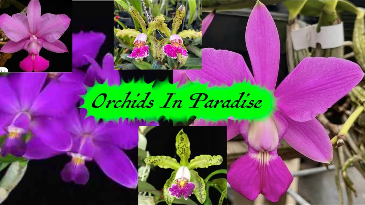 Huge unboxing of rare and beautiful cattleyas! 
