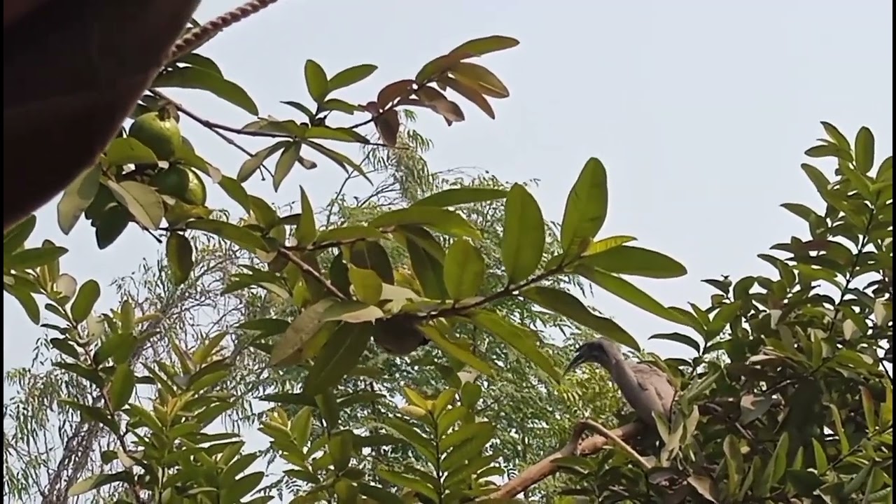 भारतीय हॉर्नबिल का अमरूद विज़िट – मस्ट वॉच, Indian grey hornbill bird. 