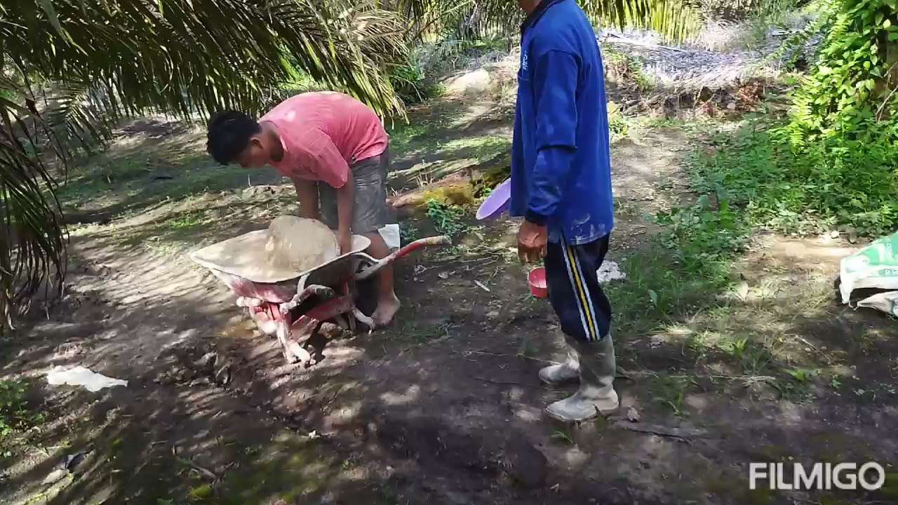 pemupukan Rock phosphate penganti tsp yg lgi mahal!! #sawitriau