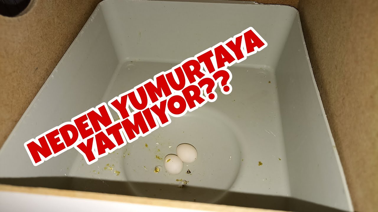 Muhabbet Kuşum Yumurtaya Yatmıyor | Yumurtladı ama üzerine oturmuyor | Yumurtaya Neden Oturmuyor