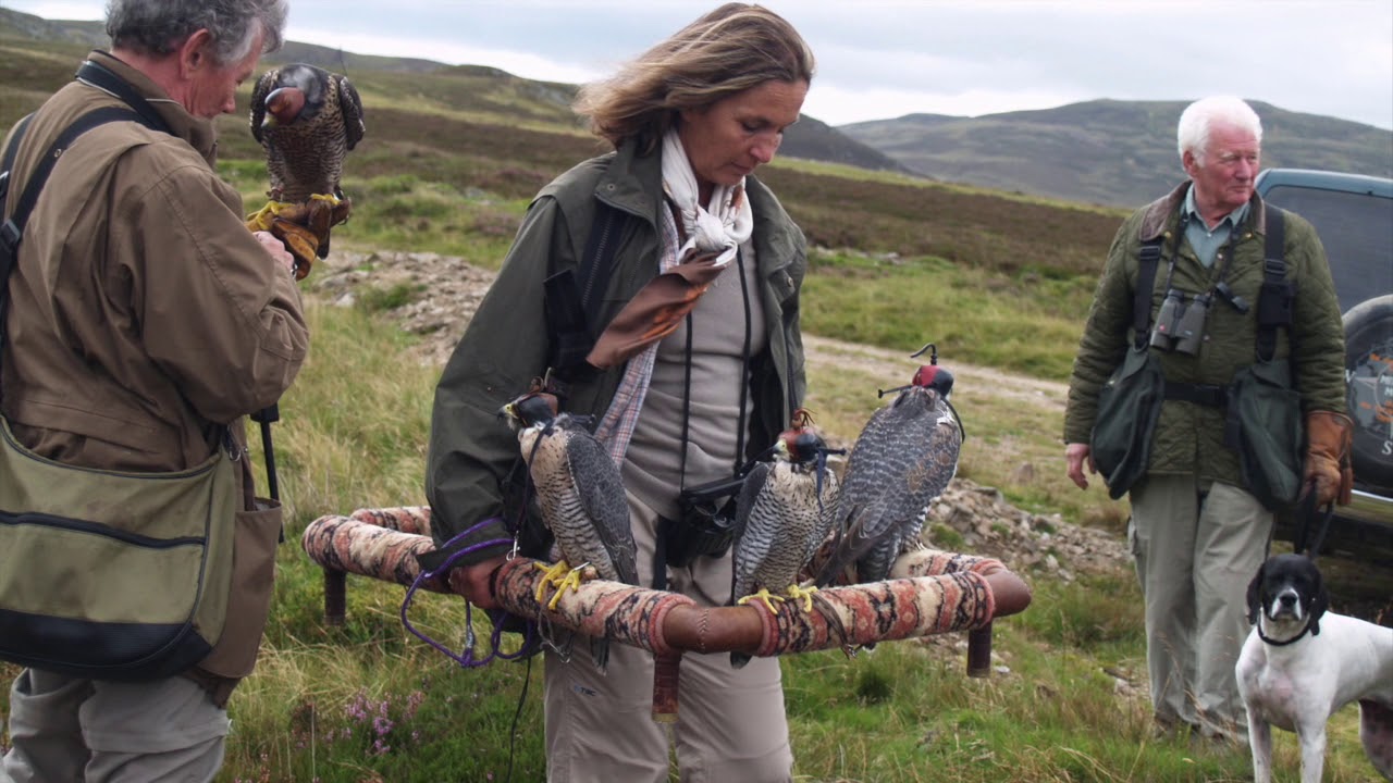 Red Grouse Hawking in Scotland - Patrick Morel