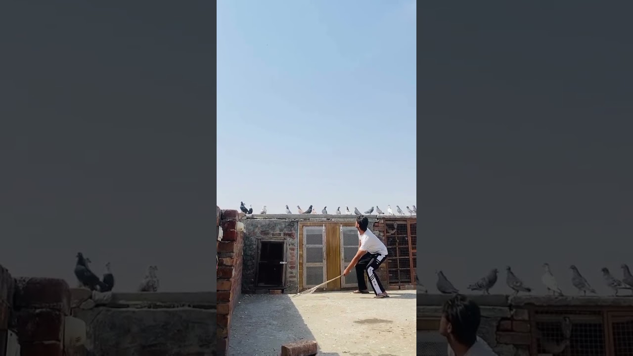 #kabutarbazi #bird #kabutar #kabutarbaji #kabootar #kabootar #pigeonbird #pigeonracing #pigeonlover