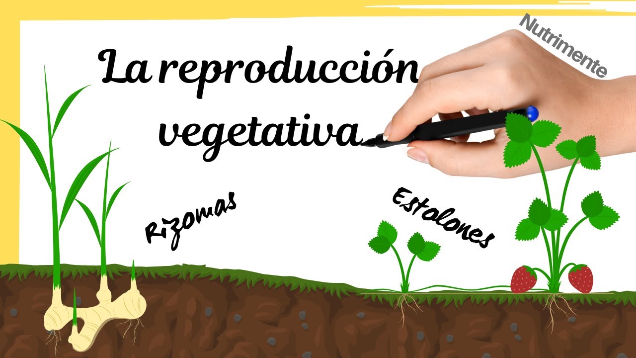 La REPRODUCCIÓN VEGETATIVA: estolones y rizomas