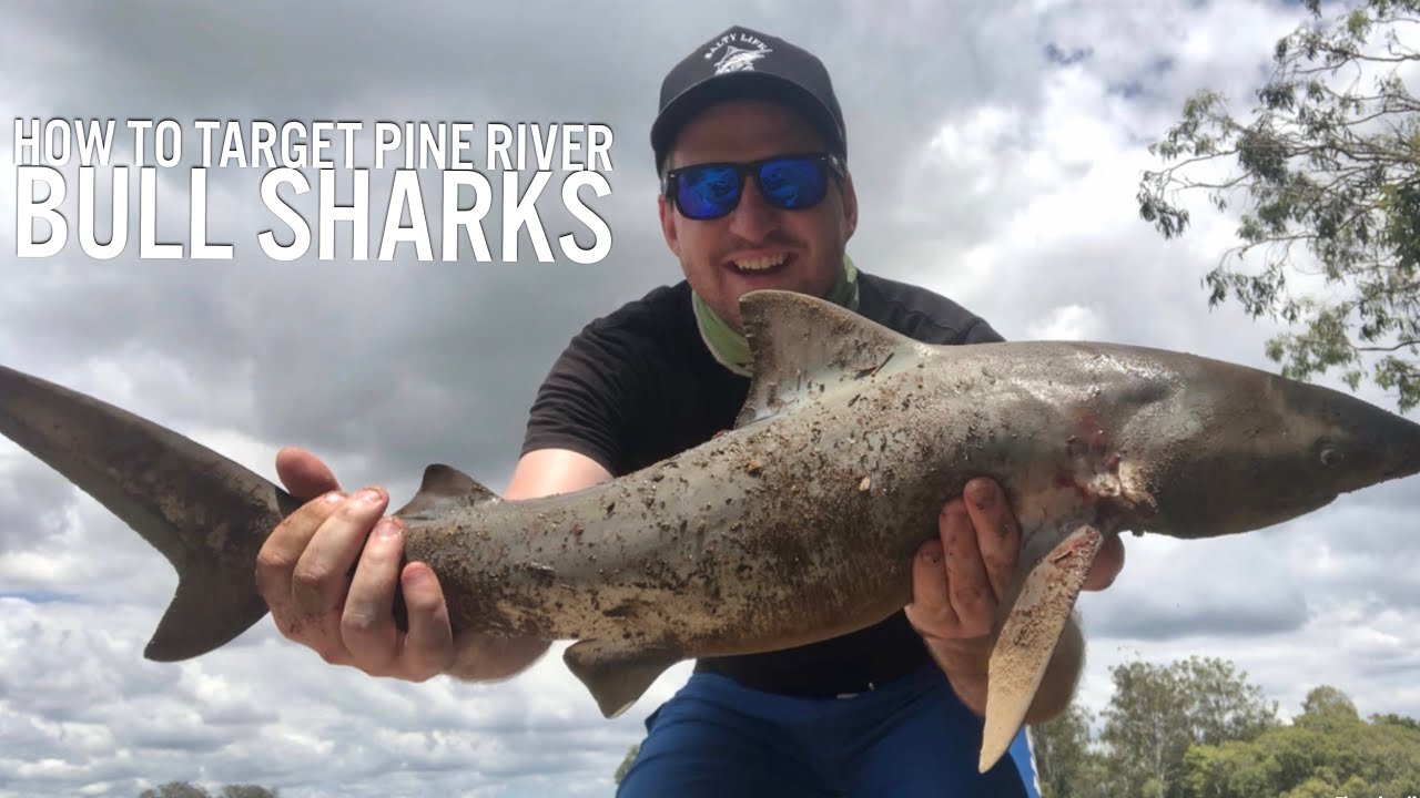 How to Target Pine River Bull Sharks - Location, Rigs & Bait