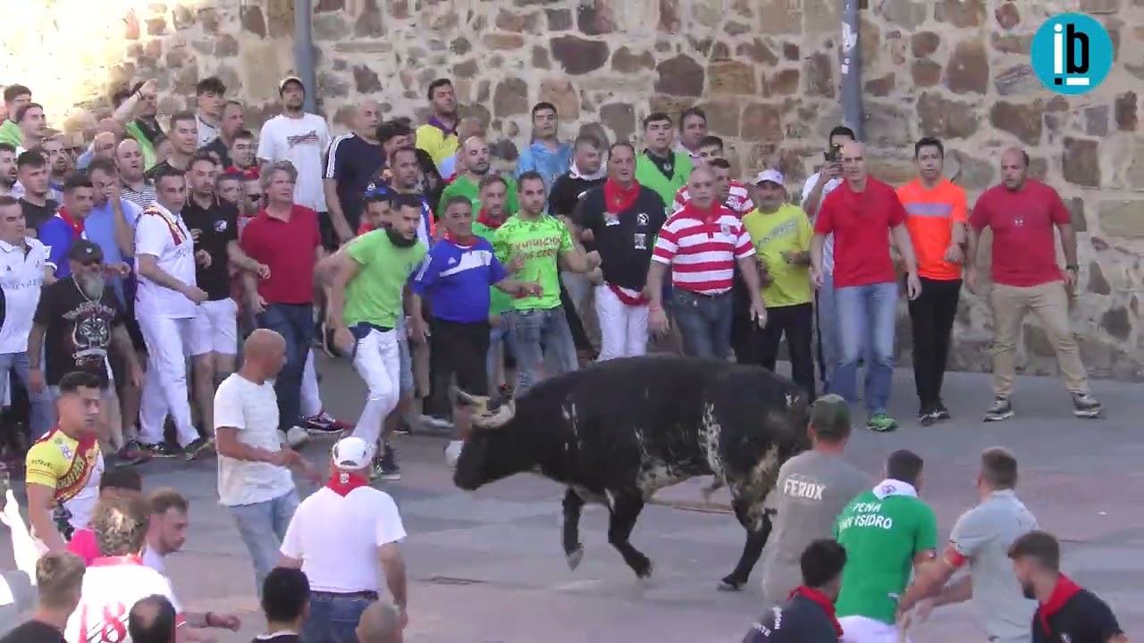 Recorrido completo del Toro del Alba Apacible 2024 en Benavente