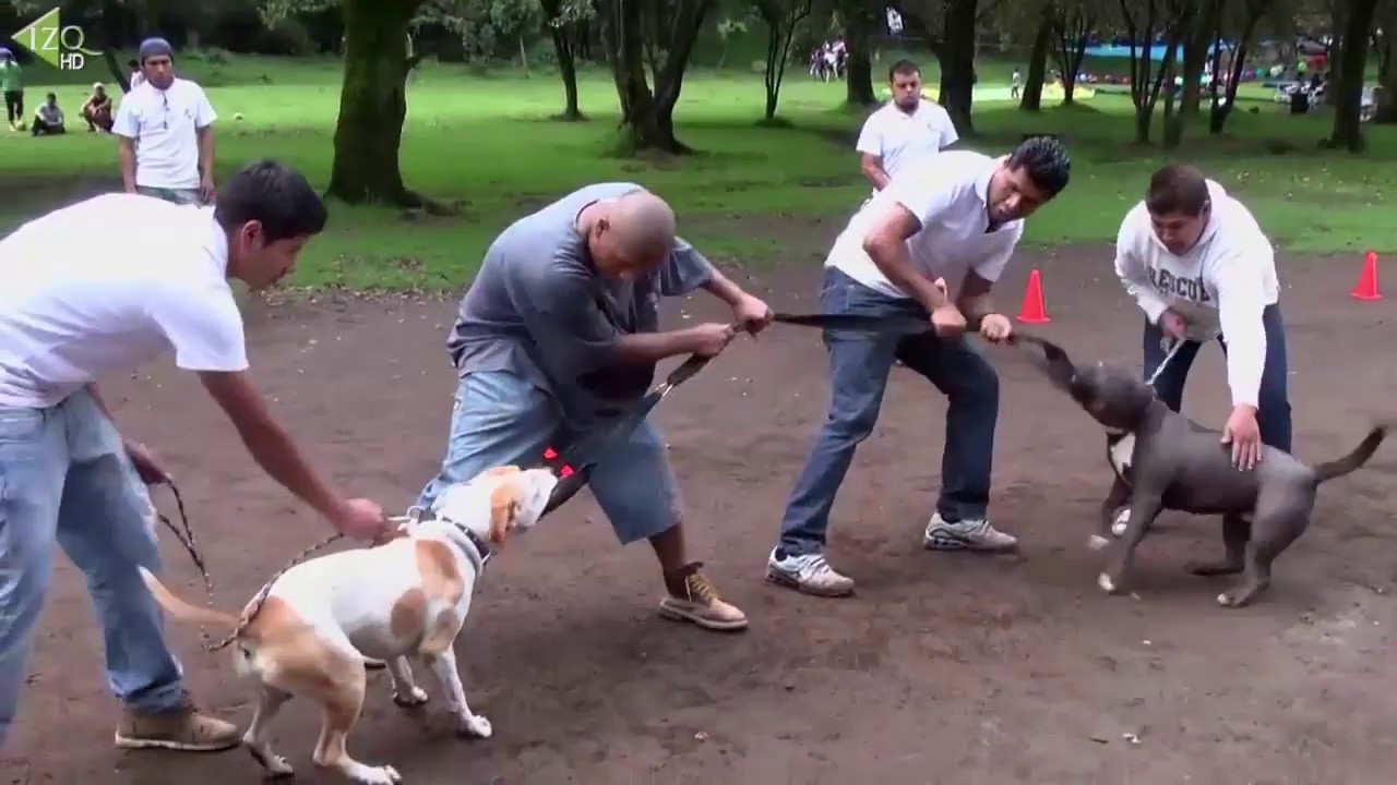 pitbull │GRANDES PERROS DE PELEA │