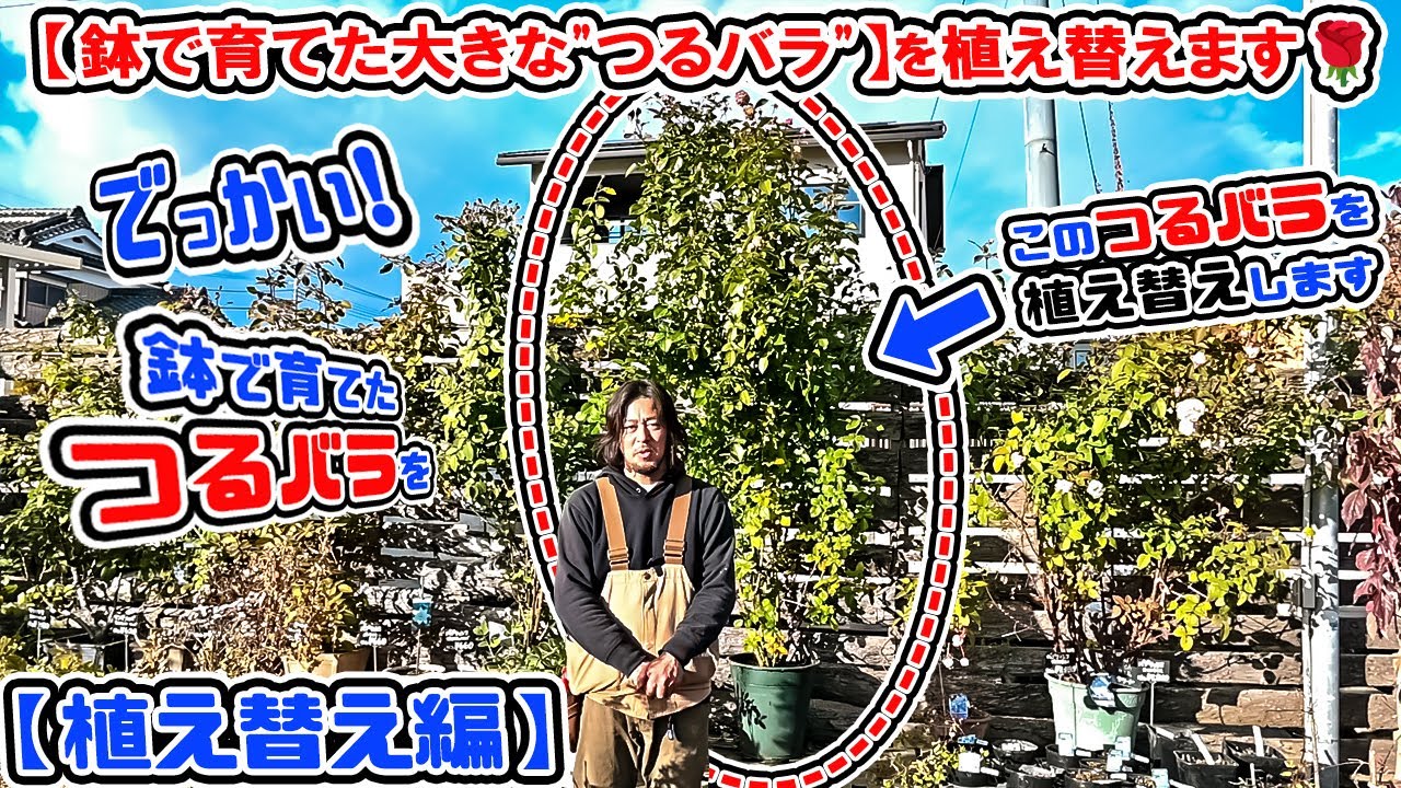 (植え替え編) 【鉢で育てた大きな