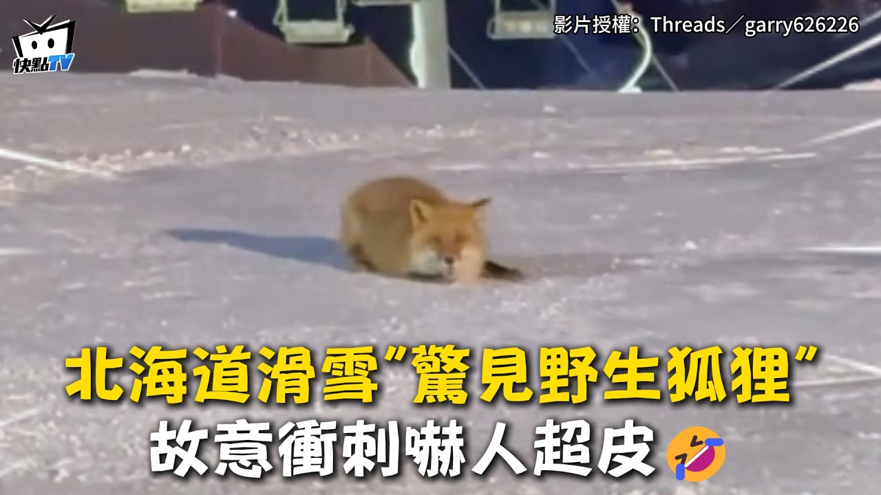 【太狡猾】北海道滑雪「驚見野生狐狸」 故意衝刺嚇人超皮🤣