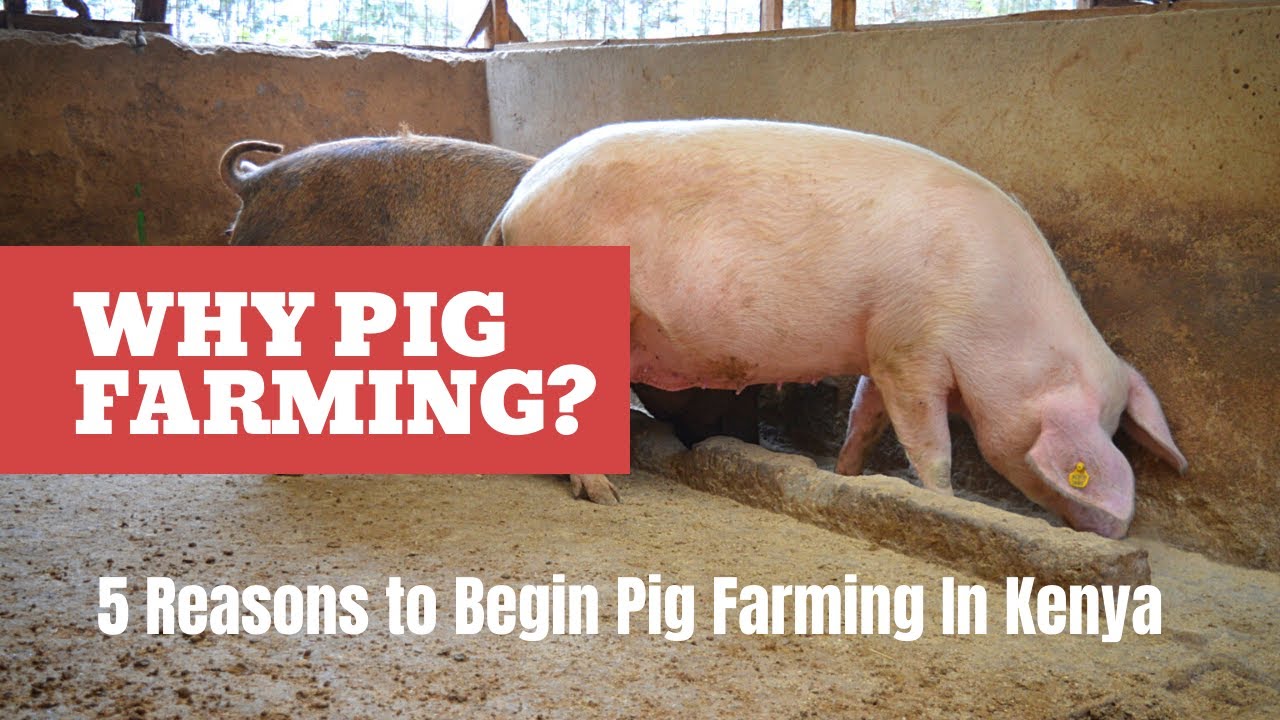 PIG FARMING IN KENYA|| Pema Pig Farm|| #pigfarming #pig #pigfarmingke #pigfarmingkenya