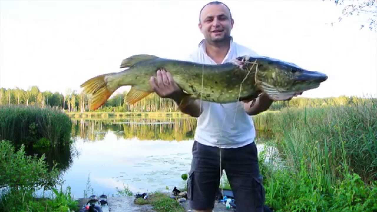 Подводная охота. Озеро Просса (Prossa järv), 1 августа 2014 года