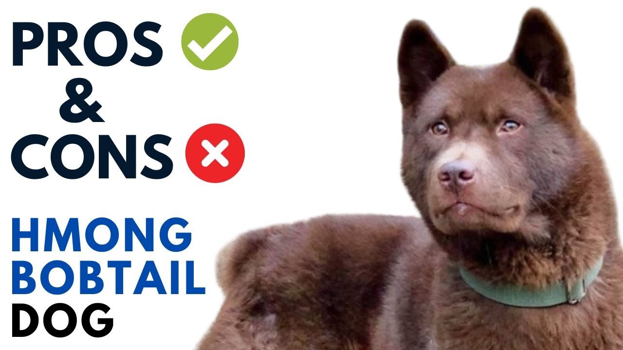 Hmong Bobtail Dog Pros and Cons | Ch&oacute; H'M&ocirc;ng Cộc đu&ocirc;i Advantages and Disadvantages