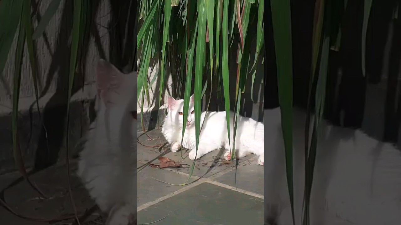 gato branco pode tomar sol ?               #cat #cats #gatos #sol #sun #animals #animais #pets #pet