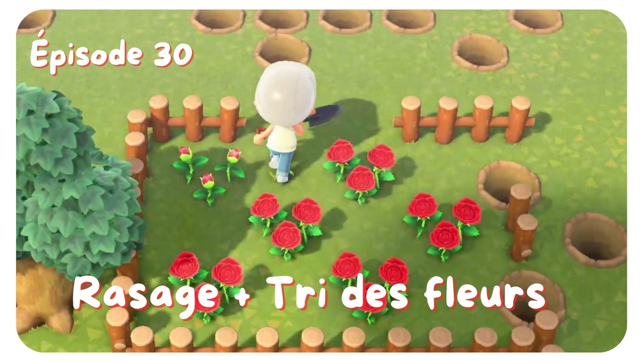 🍋‍🟩ACNH - Routine du 100%, on refait les champs de fleurs ! #30