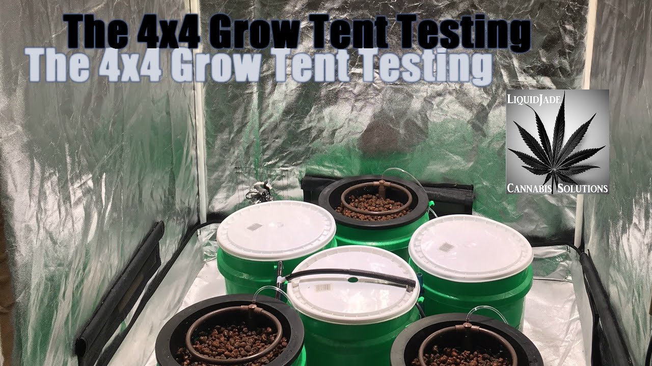 Grow Room 4x4 Testing